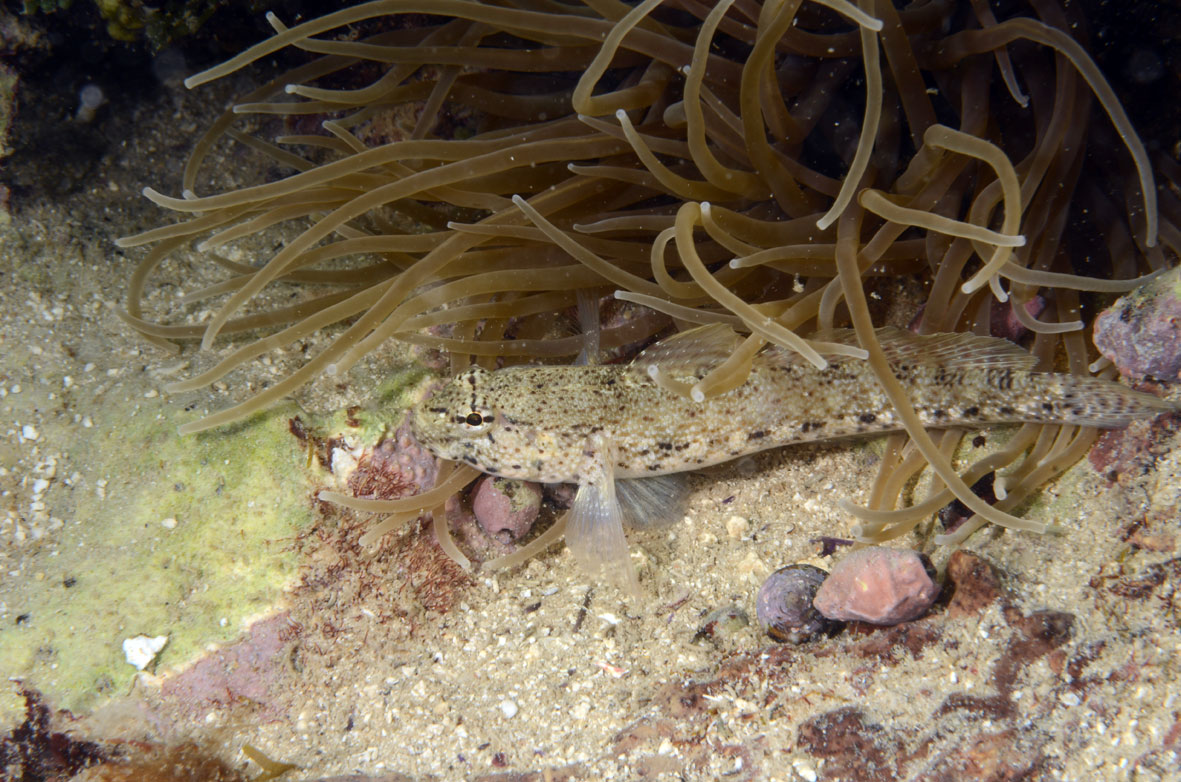 Gobidi da determinare (G.incognitus, G.cobitis, G.paganellus)